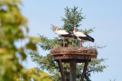 Storchenfamilie im Dorf