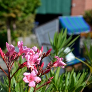 Galerie - Sommerblumen und Strandkorb